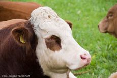 Hausrind (146 von 174).jpg